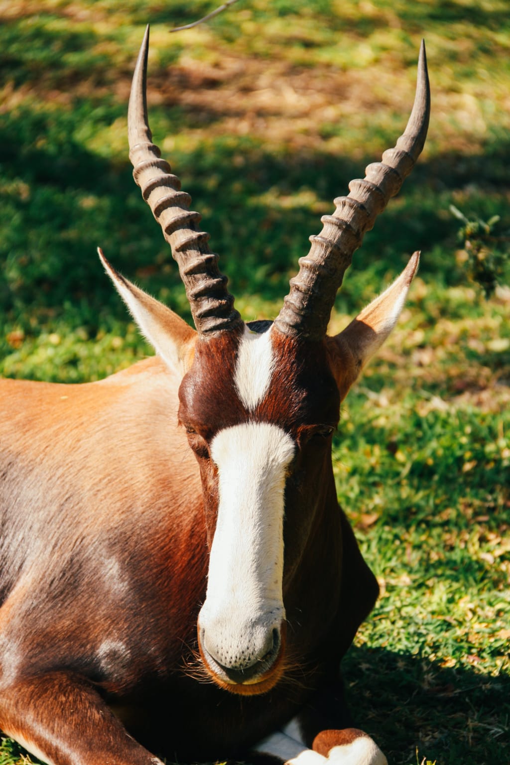 Antilope con grandi corna tra la vegetazione desertica.